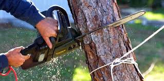 Best Tree Mulching  in Oologah, OK