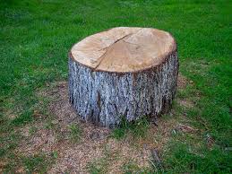 Best Tree Health Inspection  in Oologah, OK