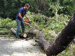 Trusted Oologah, OK Tree Services Experts