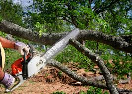 Best Commercial Tree Services  in Oologah, OK