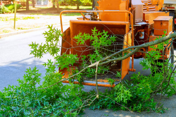 Best Tree Maintenance Programs  in Oologah, OK