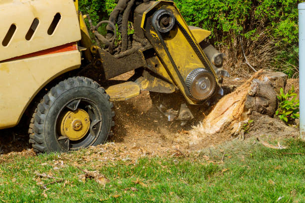 Best Tree Trimming and Pruning  in Oologah, OK