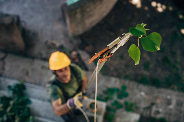 Best Emergency Tree Removal  in Oologah, OK
