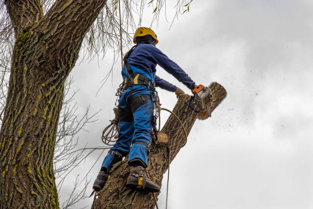 Best Tree Mulching  in Oologah, OK