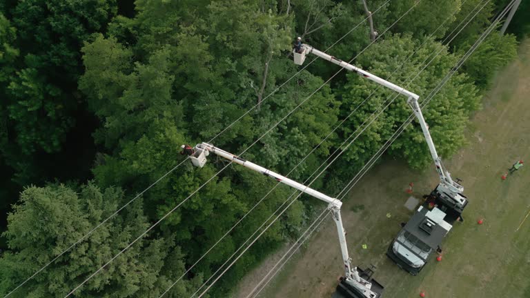 Best Tree Trimming and Pruning  in Oologah, OK