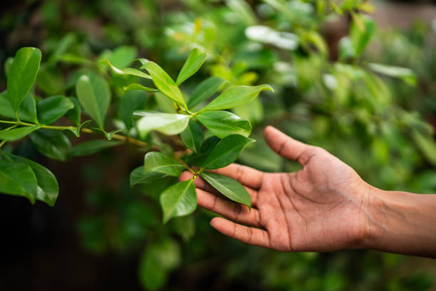 How Our Tree Care Process Works  in  Oologah, OK