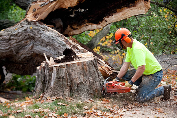 Best Utility Line Clearance  in Oologah, OK