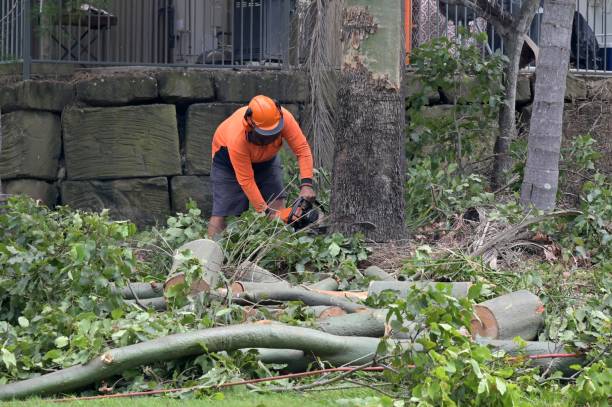 Best Tree Preservation Services  in Oologah, OK