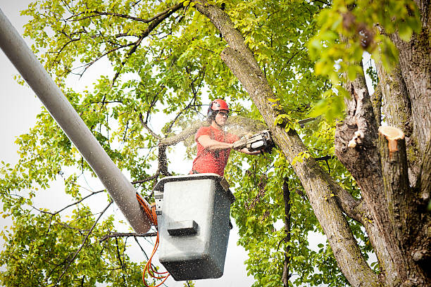 Best Hazardous Tree Removal  in Oologah, OK