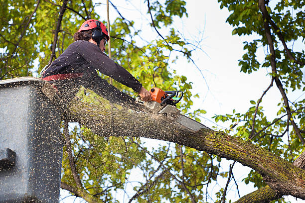 Best Tree Cabling and Bracing  in Oologah, OK