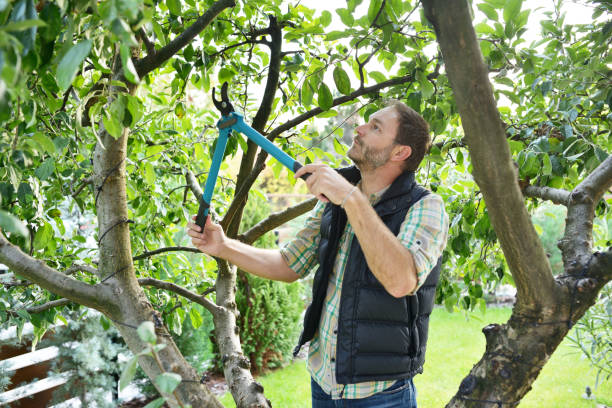 Best Root Management and Removal  in Oologah, OK